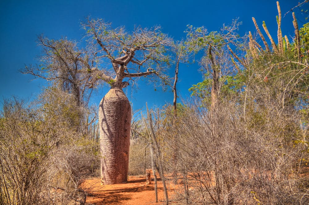 Guided Spiny Forest bird and botany walk