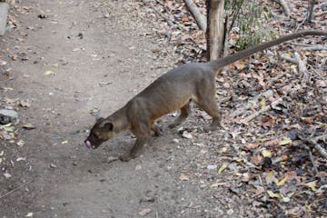 Tsingy de Bemaraha National Park - Kirindy Forest 