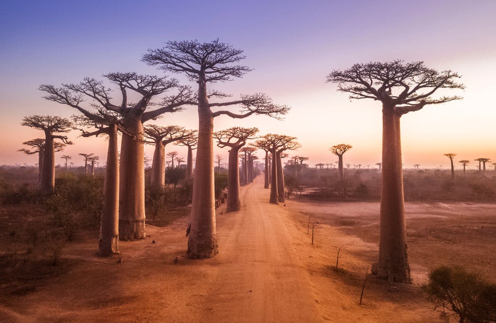 Kirindy - Morondava via Allee des Baobabs (drive)