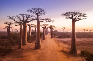 Kirindy - Morondava via Allee des Baobabs (drive)