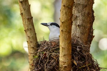 Head to the rainforests: Antananarivo - Andasibe-Mantadia