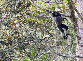 Andasibe-Mantadia National Park