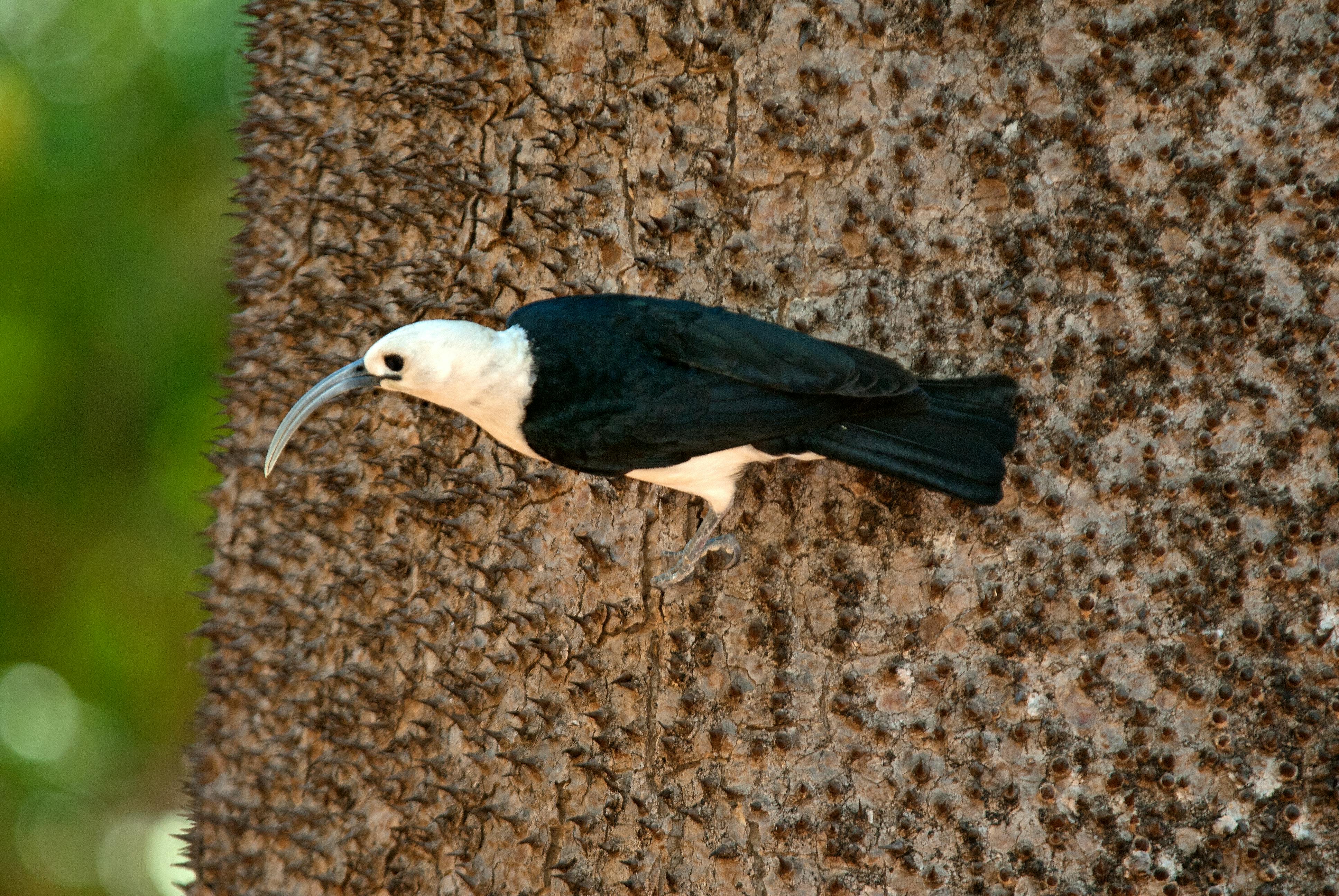 Montagne d'Ambre  - Ankarana National Park