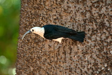 Montagne d'Ambre  - Ankarana National Park