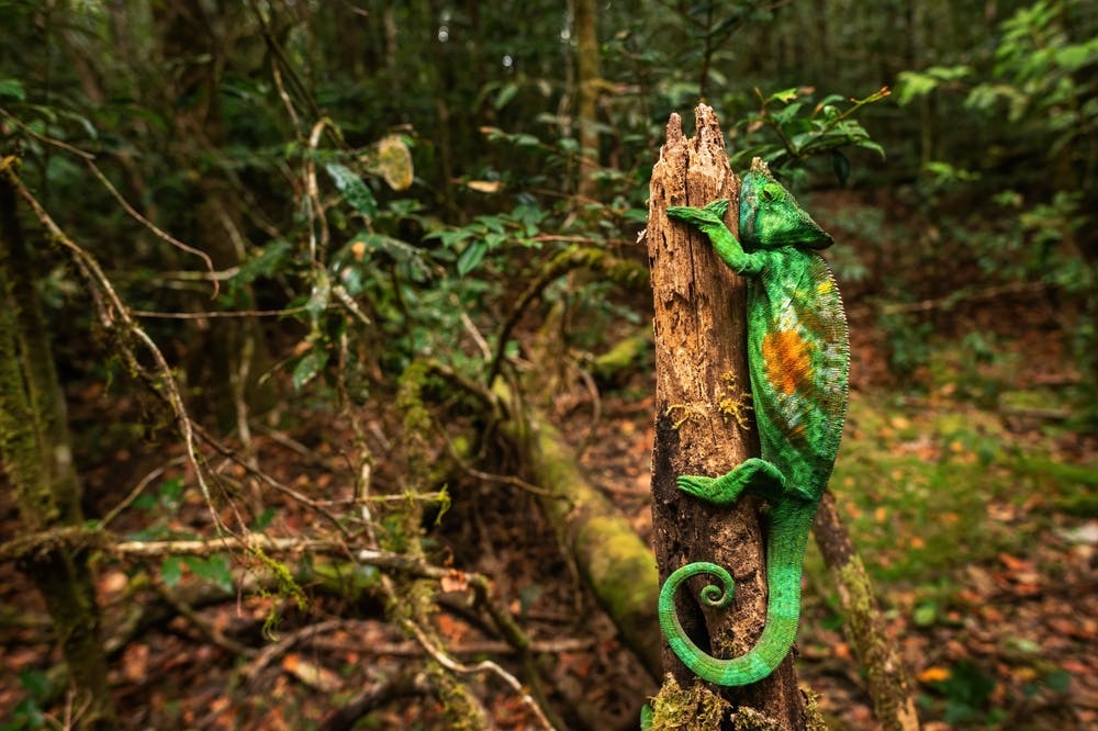 | Antananarivo to Andasibe-Mantadia National Park