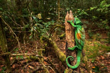 | Antananarivo to Andasibe-Mantadia National Park