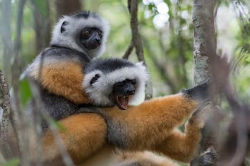 | Andasibe-Mantadia National Park