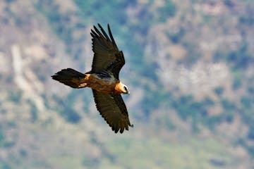 Yemrehane Kristos, Lalibela