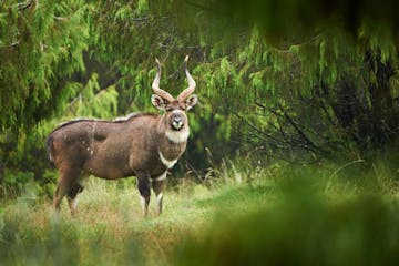 Lake Langano - Bale Mountains National Park (drive