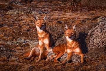 Sanetti Plateau moorlands, Bale Mountains National