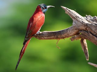 Turmi - Jinka (drive) and fly to Addis Ababa