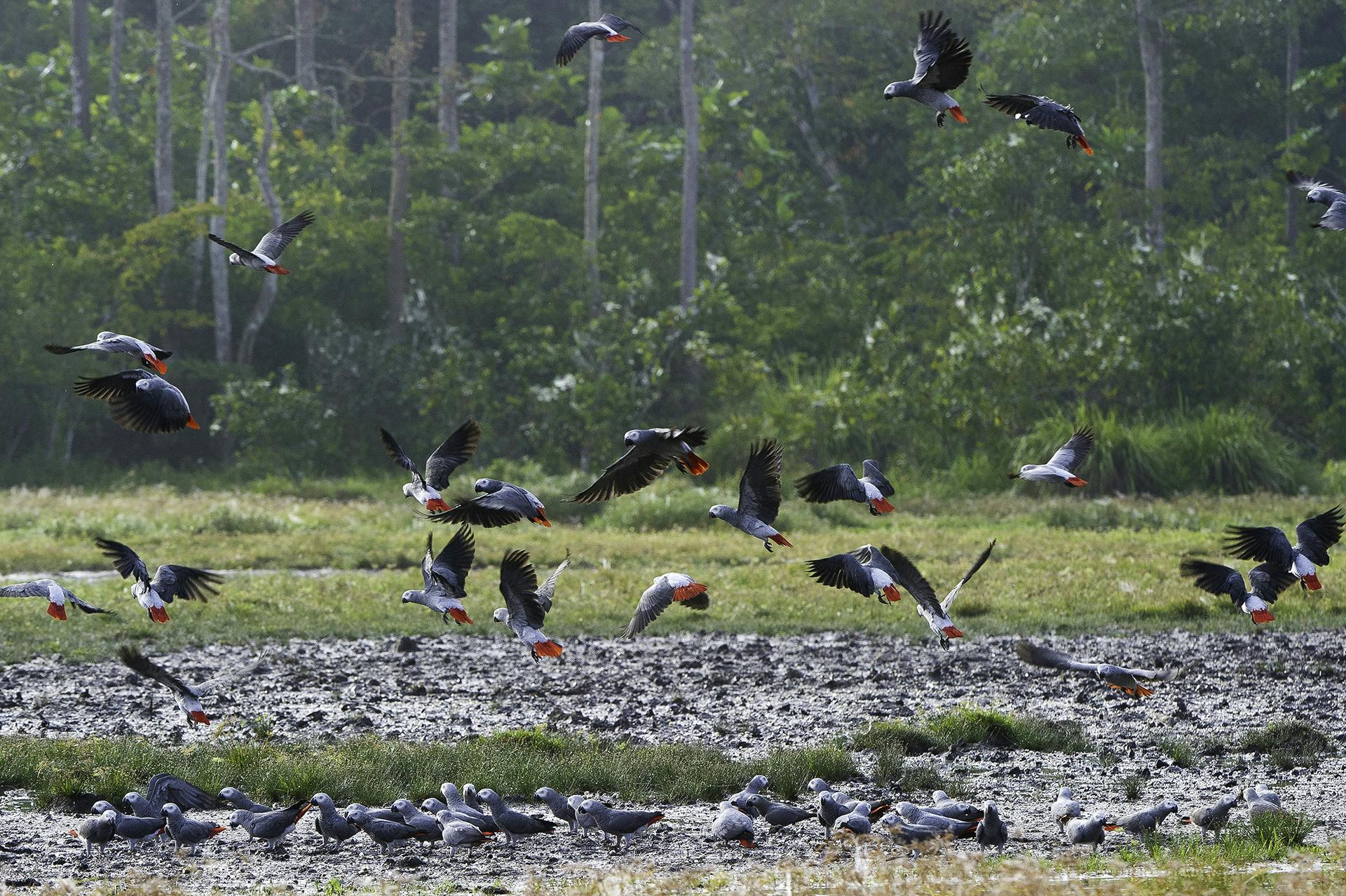 Brazzaville - Odzala-Kokoua National Park (charter