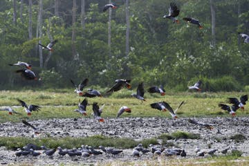 Brazzaville - Odzala-Kokoua National Park (charter