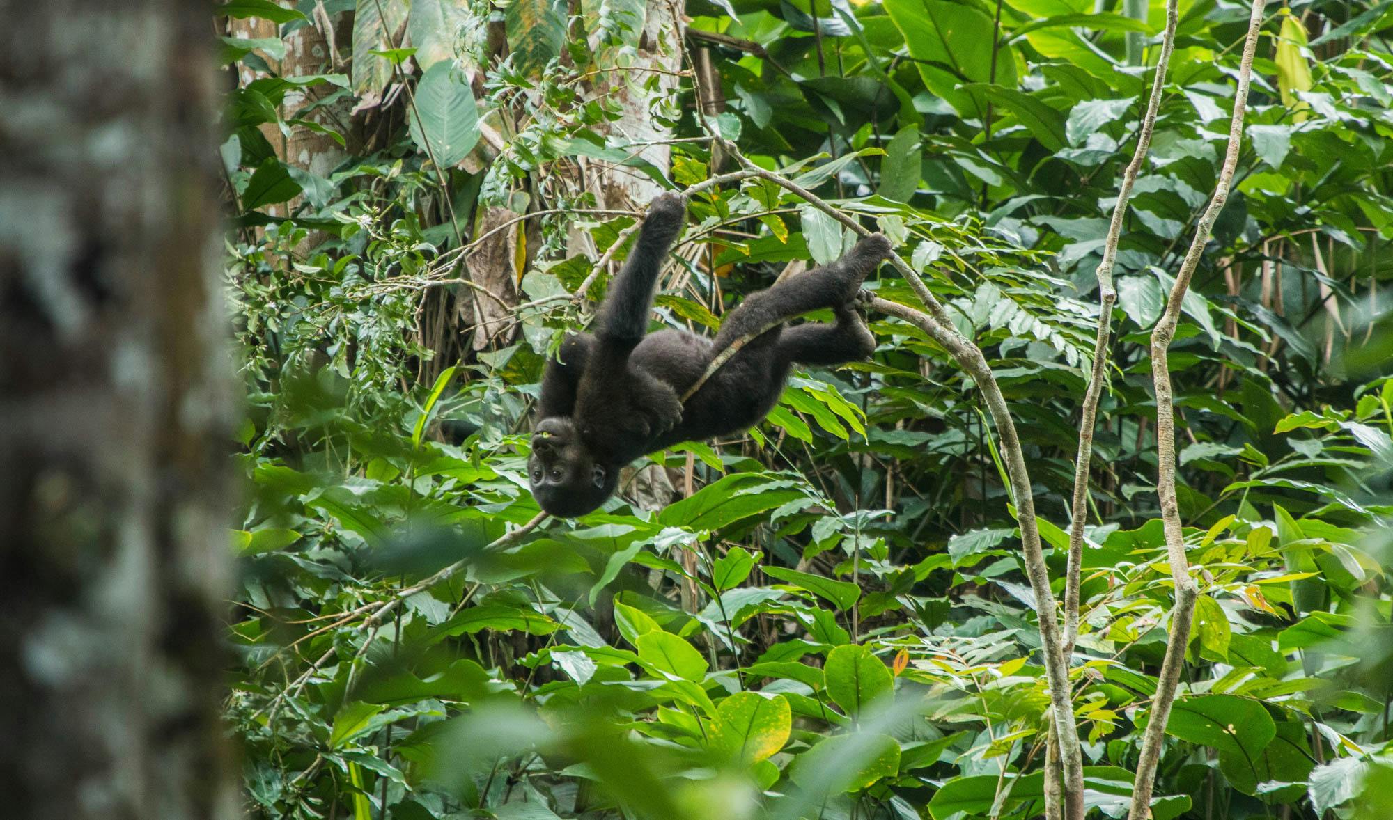 Friday: Odzala-Kokoua National Park, Ngaga Camp