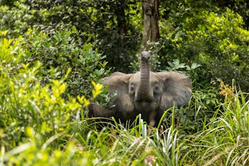 Monday: Mboko Camp -  Lango Camp