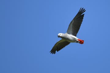 Principe - Roca Sundy 