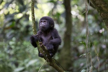  Bwindi Impenetrable Forest National Park