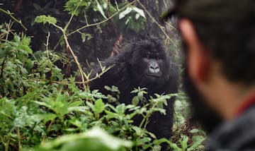  Bwindi Impenetrable Forest National Park