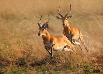 Queen Elizabeth National Park