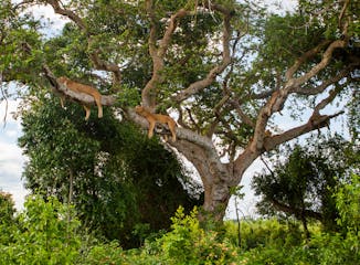 Queen Elizabeth National Park