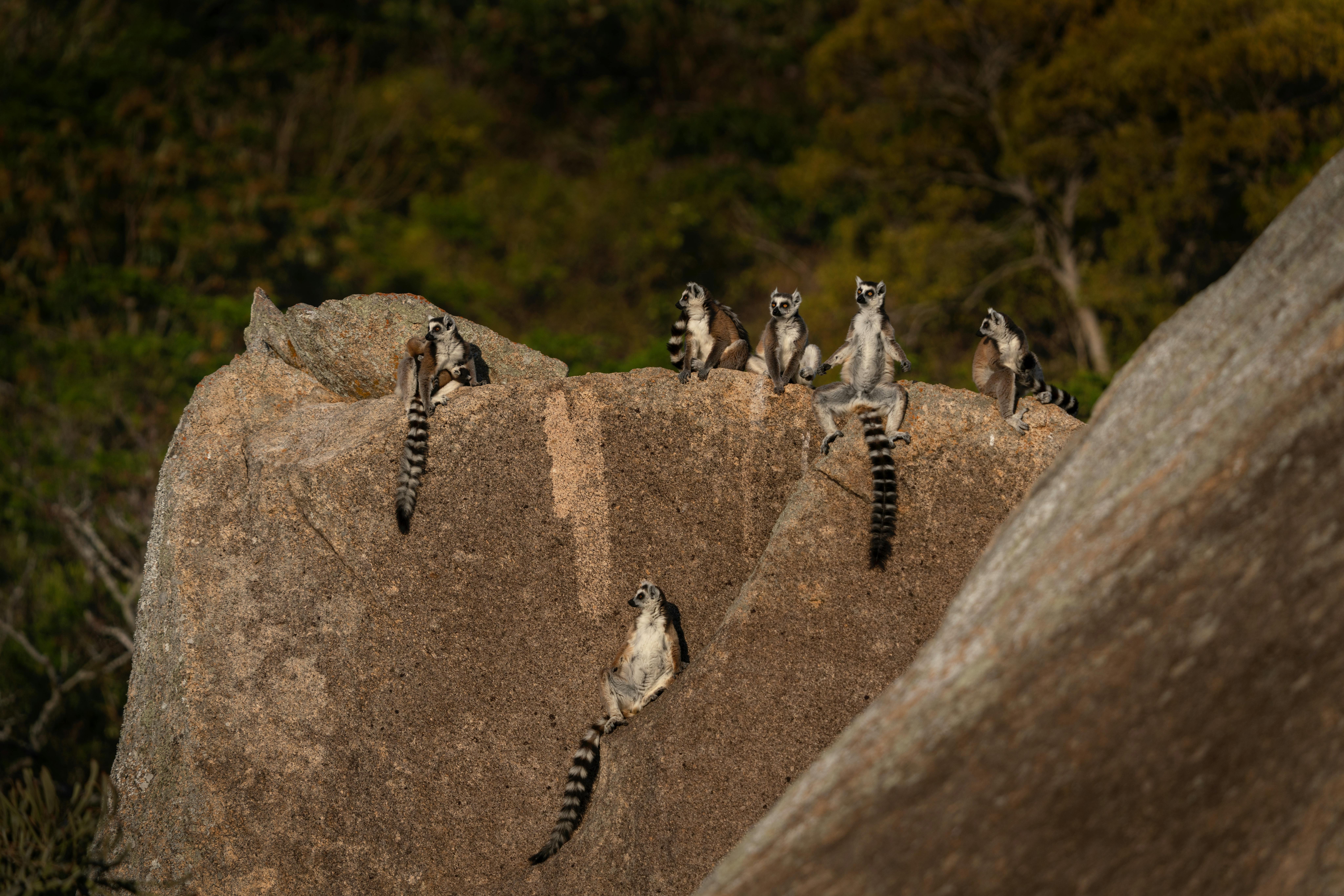 Classic Madagascar Overland: the RN7 Route and Andasibe image 1