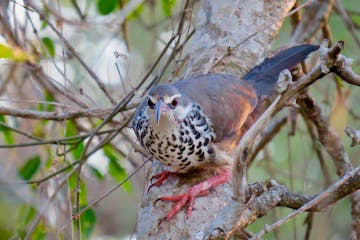 7 - Ifaty: Spiny Bush and Reefs