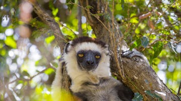 8 - Ifaty - Zombitse Forest - Isalo National Park