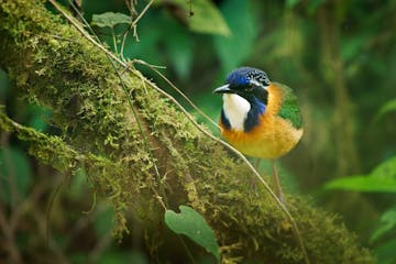 12 - Ranomafana National Park