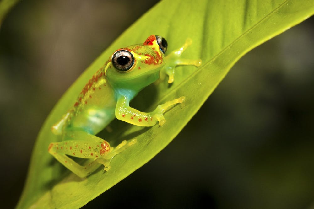 14 - Ranomafana National Park - Antsirabe