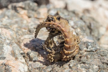 31 August 2027: Augrabies Falls National Park - Pofadder