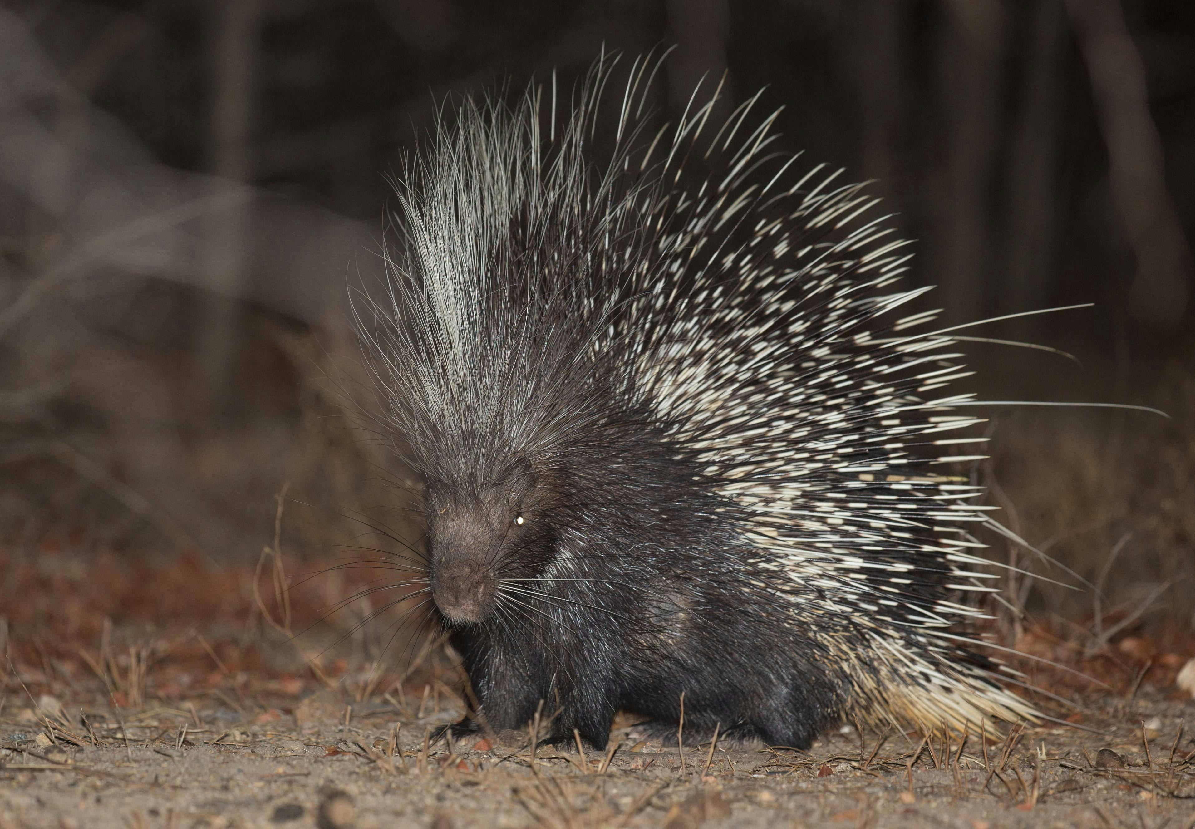 01 September 2027: Pofadder - Port Nolloth