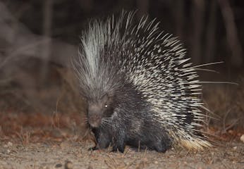 01 September 2027: Pofadder - Port Nolloth