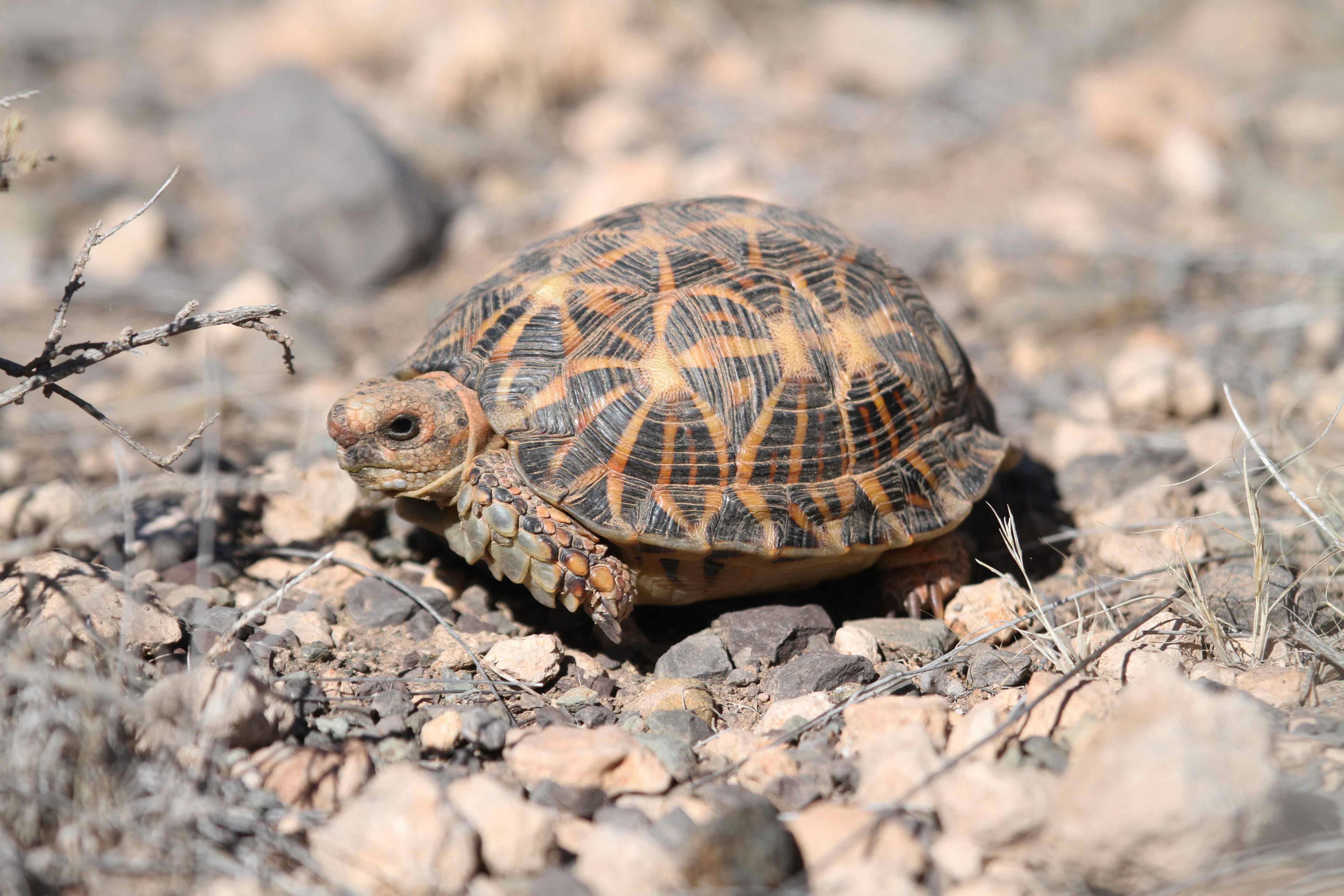 02 September 2027: Port Nolloth & Environs 