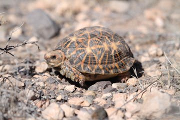02 September 2027: Port Nolloth & Environs 