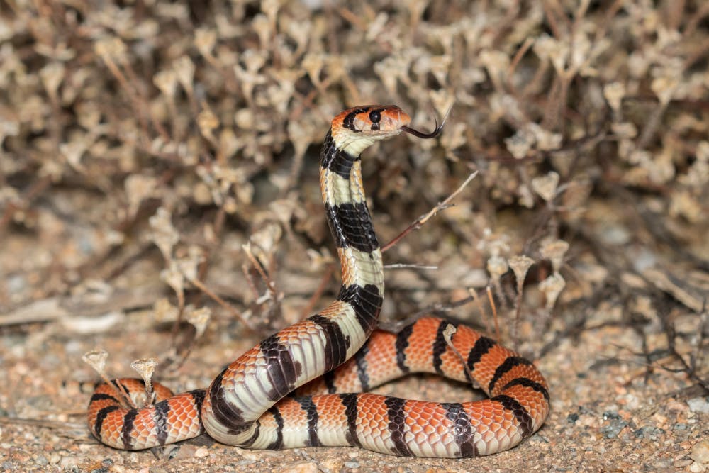 04 September 2027: Springbok & environs