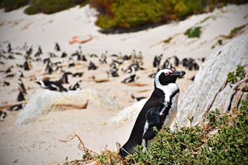 10 September 2027 - Cape Town & Departure