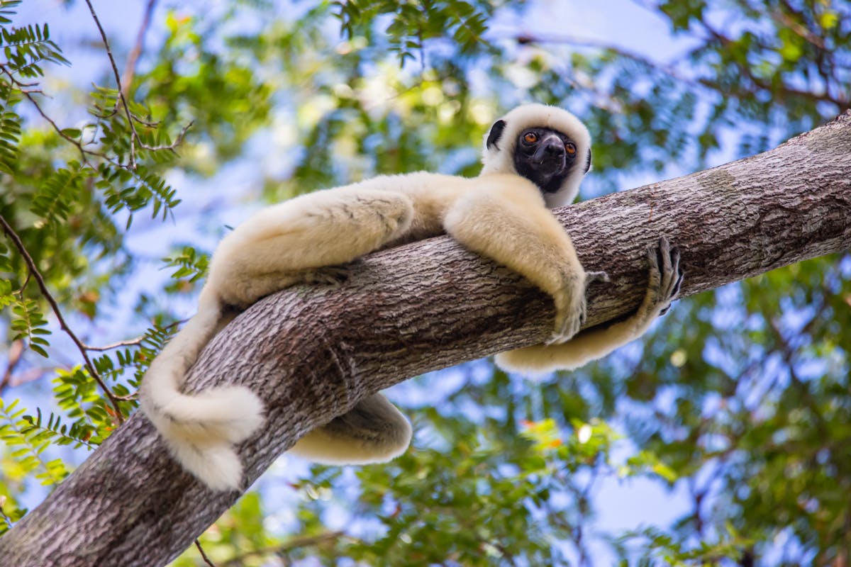 Madagascar Contrasts in Style image 1