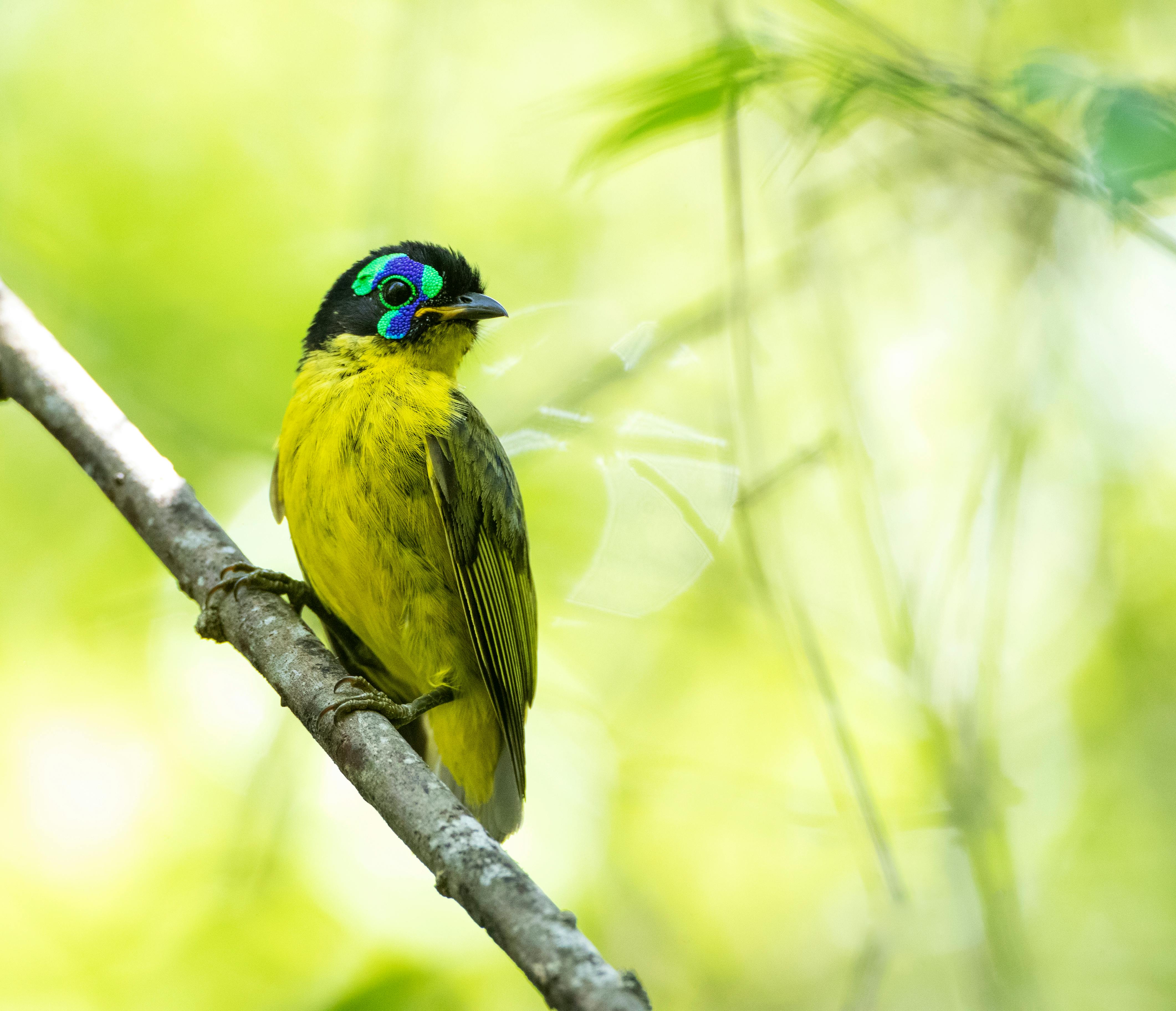 Western Madagascar Wildlife - Ankarafantsika Extension image 1