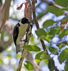 Antananarivo - Ankarafantsika National Park (drive)