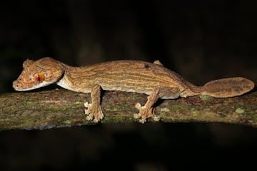 Ankarafantsika National Park