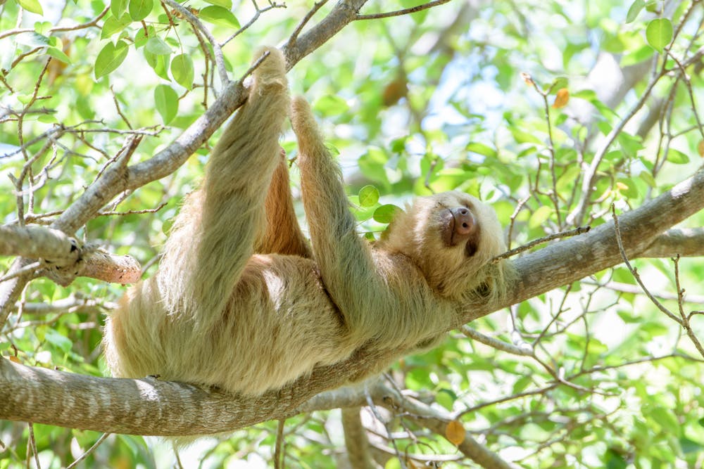 Manuel Antonio National Park
