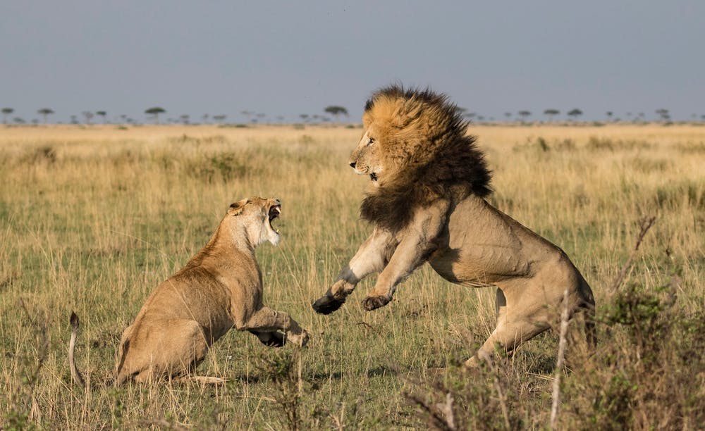 Masai Mara Game Reserve  - safari time!