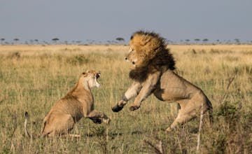 Masai Mara Game Reserve  - safari time!