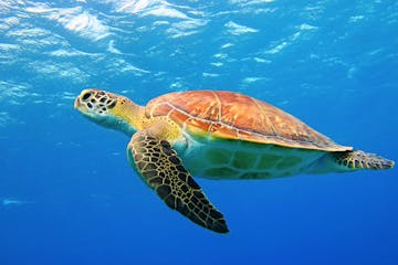 Departure: Zanzibar - UK flight journey