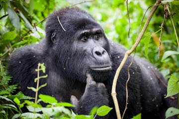 Bwindi Impenetrable Forest National Park 