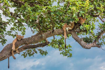 Bwindi Impenetrable National Park -  Ishasha (Quee