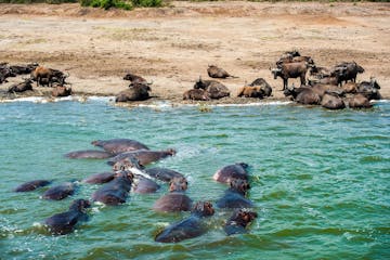Queen Elizabeth National Park - Mweya Sector