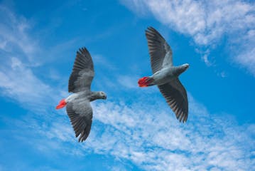 Queen Elizabeth National Park - Entebbe (flight) 