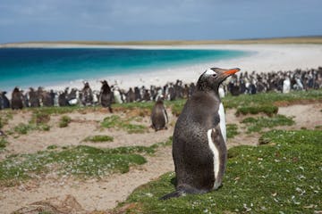 Falklands