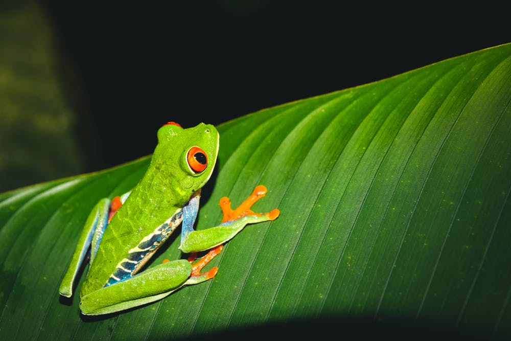 Arenal Volcano - Monteverde Cloud Forest 